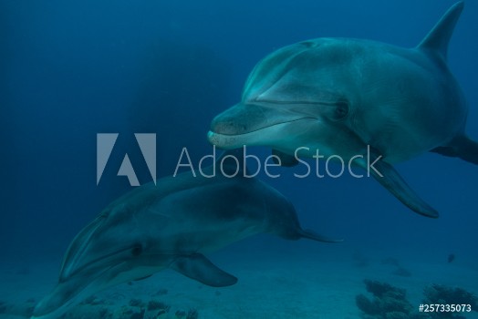 Picture of Dolphins swimming in the Red Sea Eilat Israel 